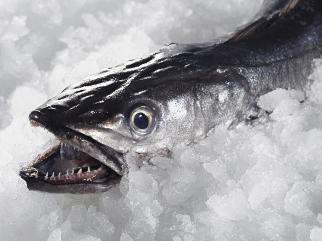 Merluza