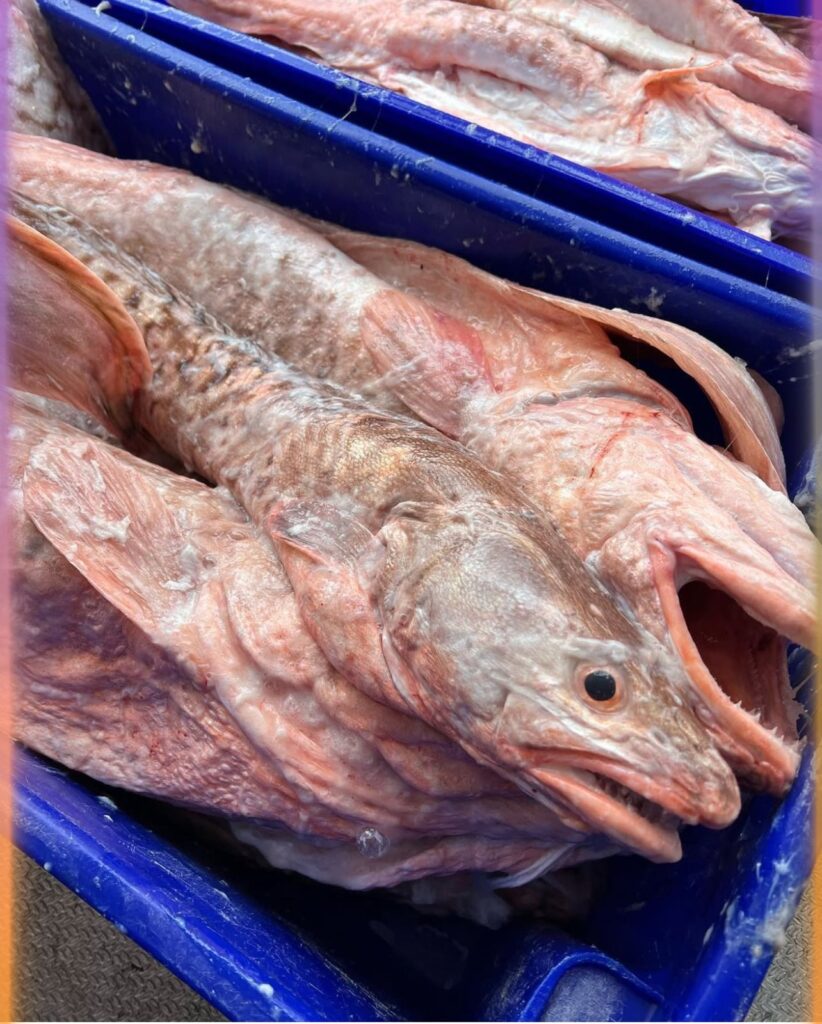 Congrio Dorado